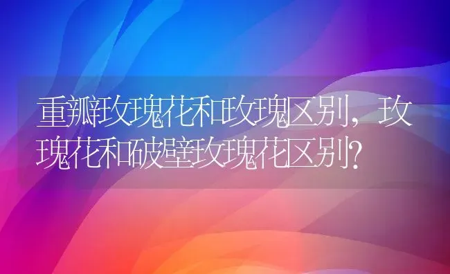 重瓣玫瑰花和玫瑰区别,玫瑰花和破壁玫瑰花区别？ | 养殖常见问题