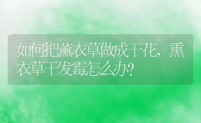 如何把薰衣草做成干花,熏衣草干发霉怎么办？ | 养殖常见问题
