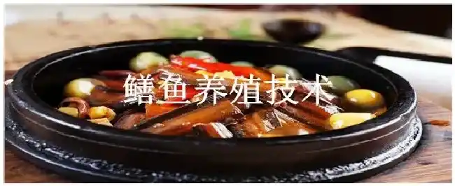 鳝鱼养殖技术 | 三农问答