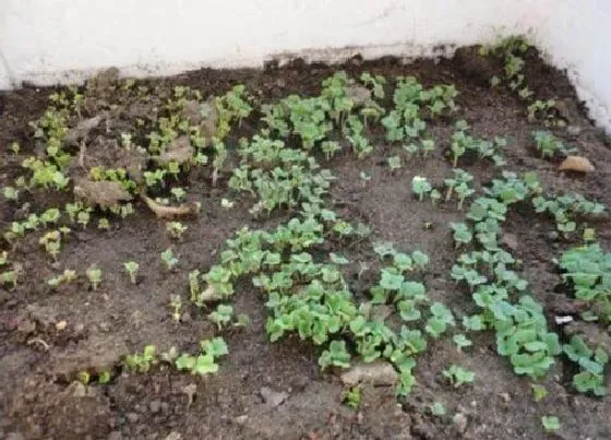 植物常识问题|翻完地晒几天能种菜  种菜翻地要晾几天