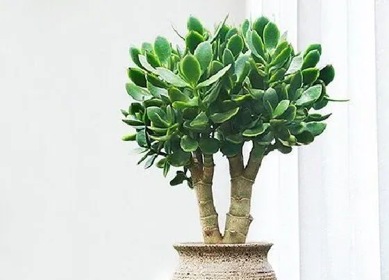 植物常识问题|燕子掌和玉树的区别