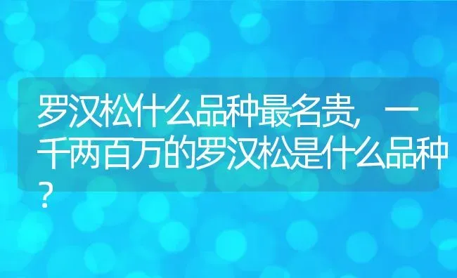 罗汉松什么品种最名贵,一千两百万的罗汉松是什么品种？ | 养殖常见问题