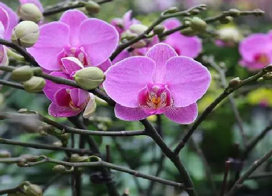 植物常识问题|蝴蝶兰花败后再次开花需要满足哪些条件