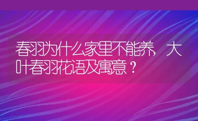 春羽为什么家里不能养,大叶春羽花语及寓意？ | 养殖常见问题