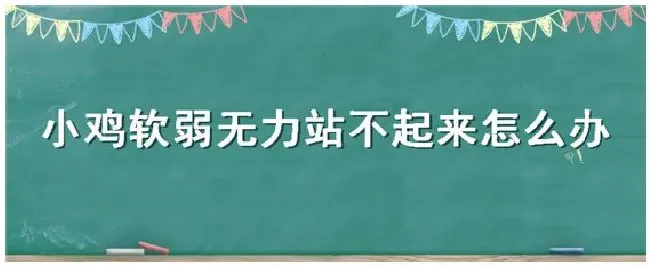 小鸡软弱无力站不起来怎么办 | 农业问题