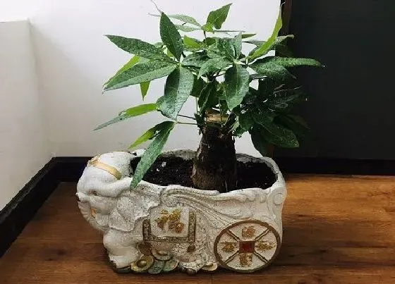 植物常识问题|发财树、橡皮树如何浇灌啤酒长势更喜人