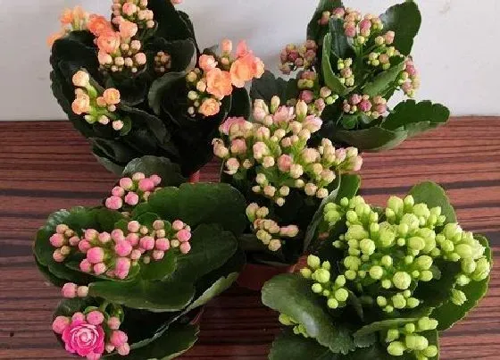 植物常识问题|长寿花怎么养护枝繁叶茂
