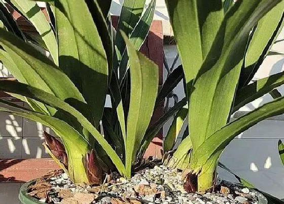 植物常识问题|兰花浇水一定要注意的问题