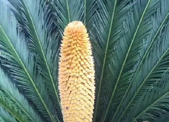 植物常识问题|铁树花的功效与作用及食用方法