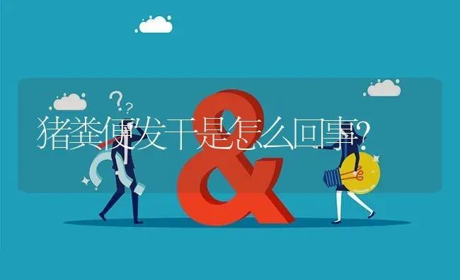 猪粪便发干是怎么回事? | 养殖问题解答