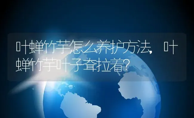 叶蝉竹芋怎么养护方法,叶蝉竹芋叶子耷拉着？ | 养殖常见问题