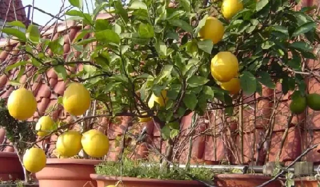 植物常识问题|柠檬的种植方法和管理