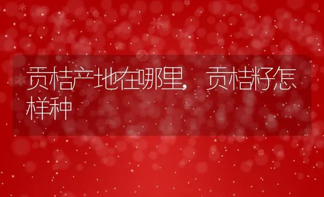 贡桔产地在哪里,贡桔籽怎样种 | 养殖常见问题