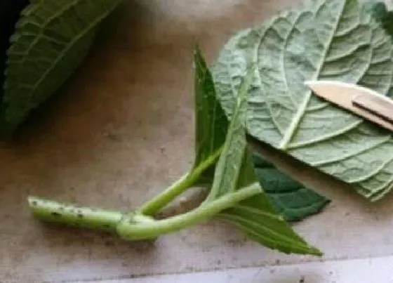 植物常识问题|扦插花卉植物需要满足什么条件