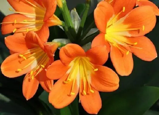 植物常识问题|君子兰开花后如何轻松延长花期