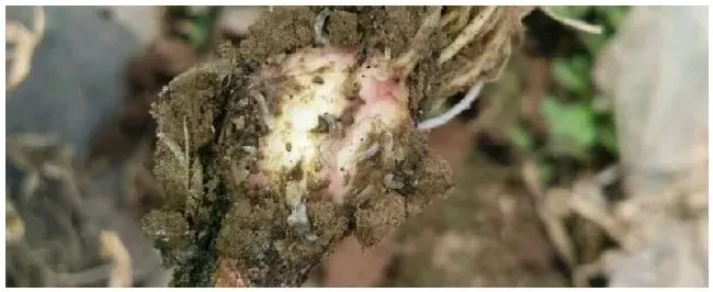 噻虫胺防治地下害虫持效期是多少天 | 三农答疑