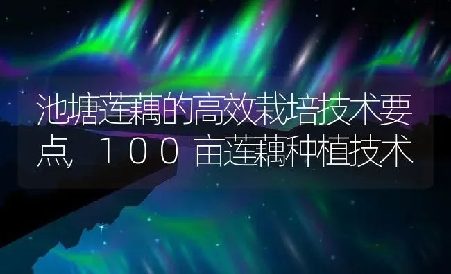 池塘莲藕的高效栽培技术要点,100亩莲藕种植技术 | 养殖常见问题