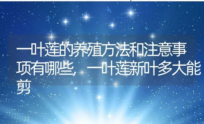 一叶莲的养殖方法和注意事项有哪些,一叶莲新叶多大能剪 | 养殖常见问题