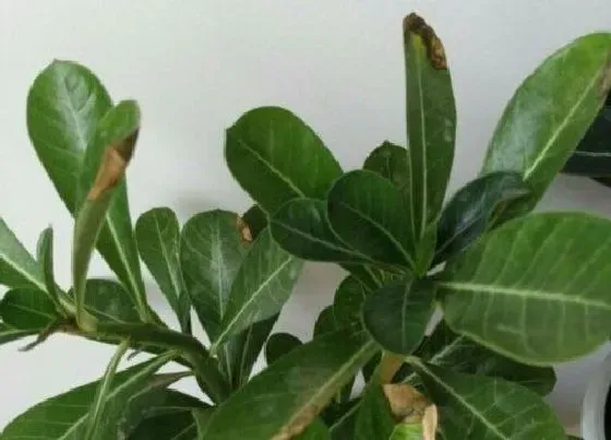 植物常识问题|沙漠玫瑰出现落叶的原因