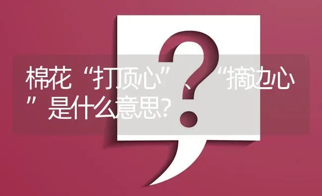 棉花“打顶心”、“摘边心”是什么意思? | 养殖问题解答