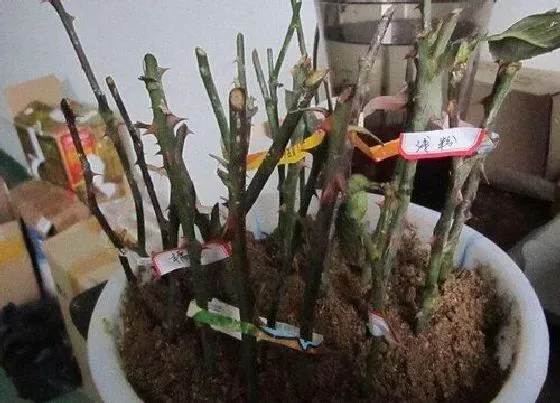 植物常识问题|修剪的枝条如何进行扦插处理