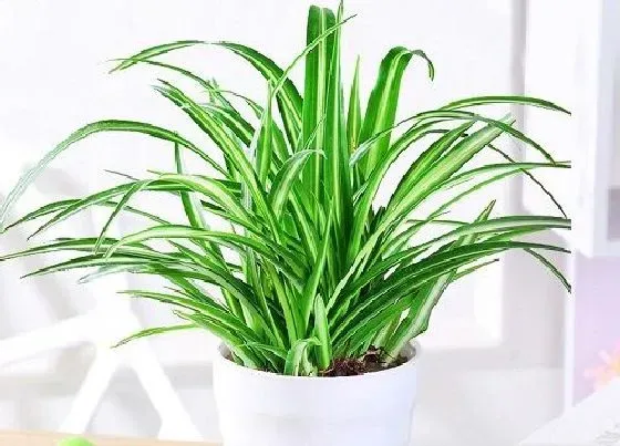 植物常识问题|绿植品种