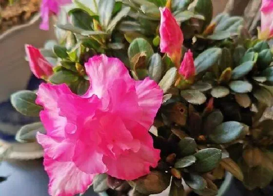 植物常识问题|夏季怎么养杜鹃花盆盆开成大花球