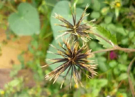 植物常识问题|鬼针草什么时候收割药效好