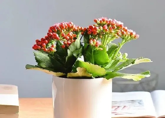 植物常识问题|过了立秋如何养长寿花保证年底开花多