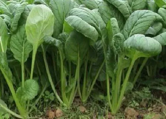 植物常识问题|翻完地晒几天能种菜  种菜翻地要晾几天