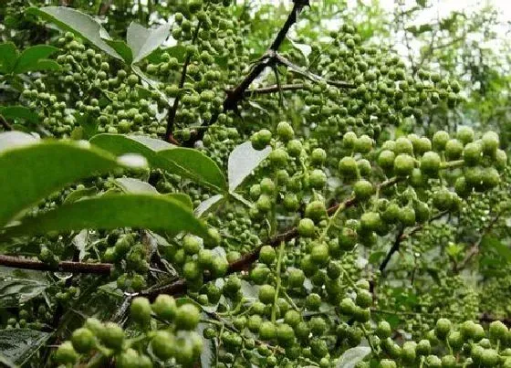 植物常识问题|麻椒和花椒的区别