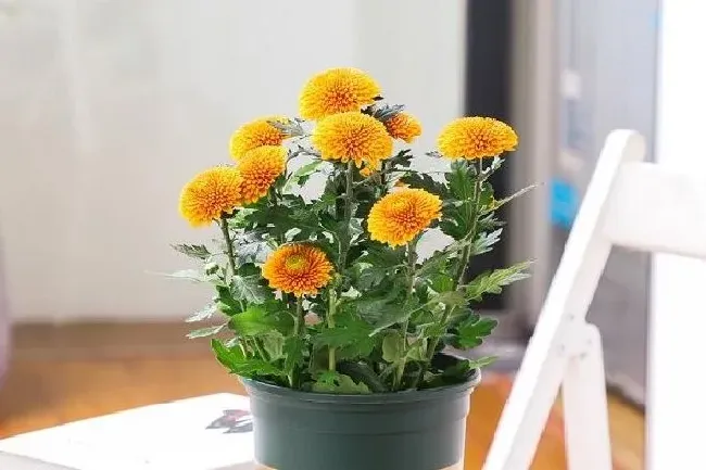 植物常识问题|菊花养在家里好不好