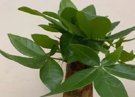 植物常识问题|发财树掉叶子一碰就掉是怎么回事  怎么补救