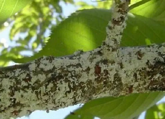 植物常识问题|春天养花如何防治病虫害