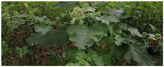 牛蒡种植技术 | 农业答疑
