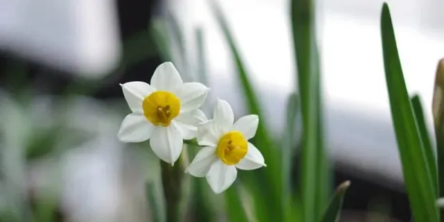 水仙花什么时候开花季节一般几点钟开放,水仙花的开放时间记录卡？