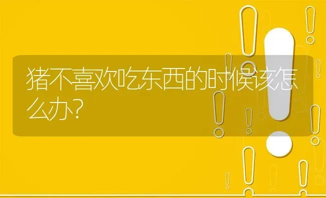 猪不喜欢吃东西的时候该怎么办? | 养殖问题解答