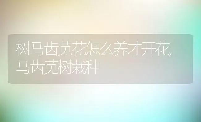 树马齿苋花怎么养才开花,马齿苋树栽种 | 养殖常见问题