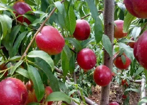植物常识问题|油桃品种
