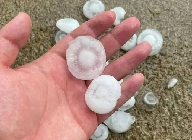 植物常识问题|烟台突降冰雹苹果受灾  山东多地再次降下冰雹