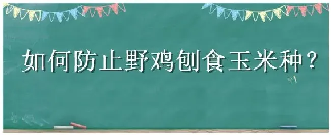 如何防止野鸡刨食玉米种 | 农业常识