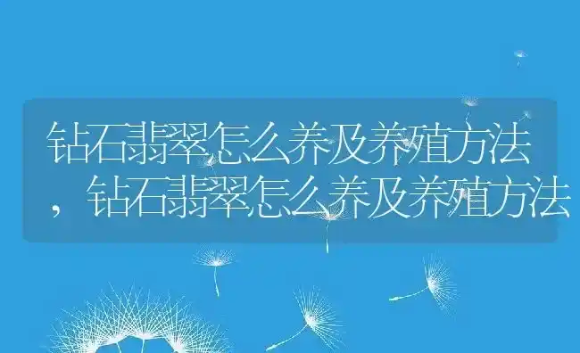 钻石翡翠怎么养及养殖方法,钻石翡翠怎么养及养殖方法 | 养殖常见问题