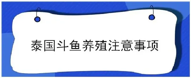 泰国斗鱼养殖注意事项 | 三农答疑