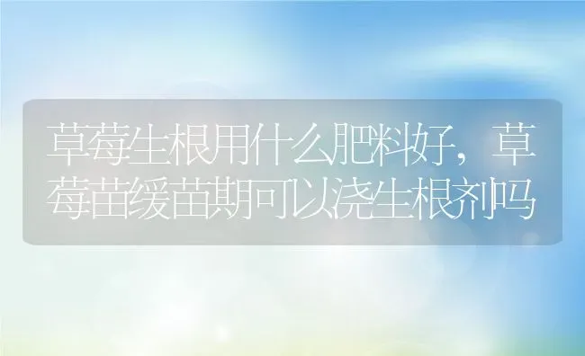 草莓生根用什么肥料好,草莓苗缓苗期可以浇生根剂吗 | 养殖常见问题