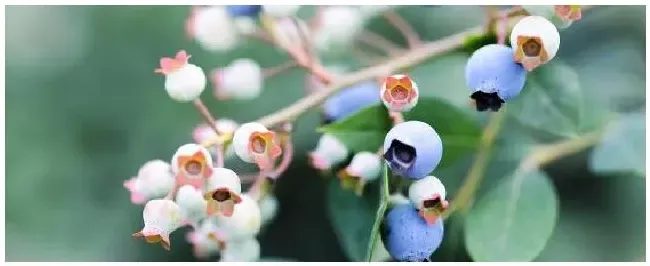 蓝莓树苗几月份种植成活率高 | 三农问答