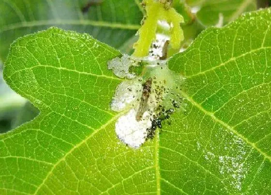 植物常识问题|养花新手都忽视的问题