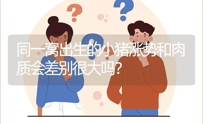 同一窝出生的小猪涨势和肉质会差别很大吗? | 养殖问题解答