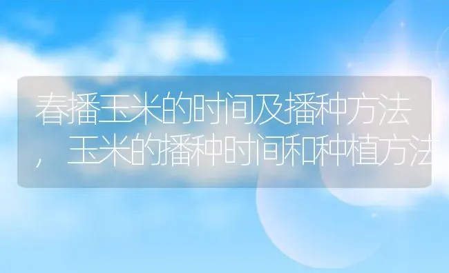 春播玉米的时间及播种方法,玉米的播种时间和种植方法 | 养殖常见问题