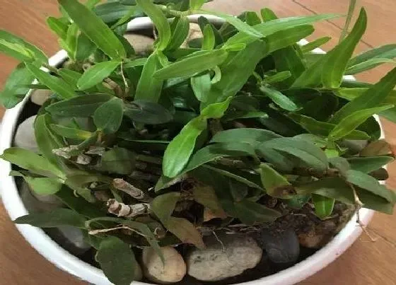 植物常识问题|石斛品种