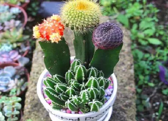 植物常识问题|仙人掌如何养护长得粗壮